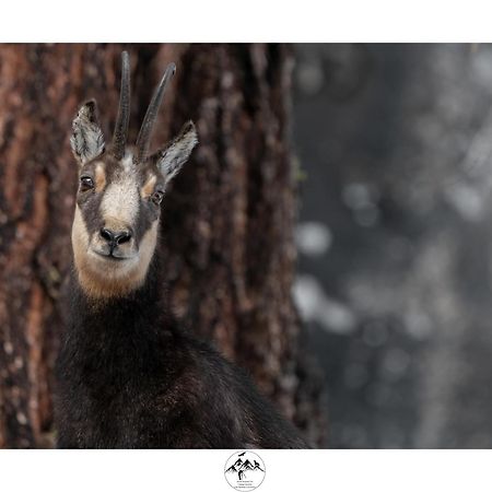 Appartamento Lo Bou 발사바렌체 외부 사진